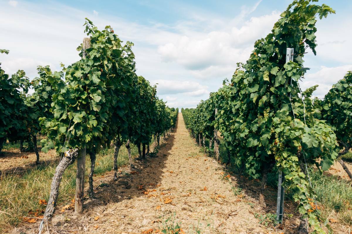 importanza del suolo per la viticoltura